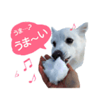 サクラとコメ（個別スタンプ：21）