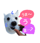 サクラとコメ（個別スタンプ：22）