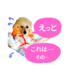 サクラとコメ（個別スタンプ：23）