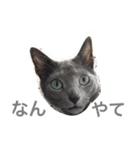 グレーのネコと細いイヌ（個別スタンプ：2）