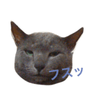 グレーのネコと細いイヌ（個別スタンプ：3）
