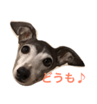 グレーのネコと細いイヌ（個別スタンプ：7）