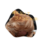 茶トラにゃん（個別スタンプ：1）