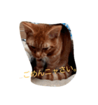 茶トラにゃん（個別スタンプ：2）