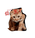 茶トラにゃん（個別スタンプ：4）