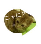 茶トラにゃん（個別スタンプ：6）