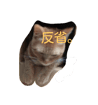 茶トラにゃん（個別スタンプ：7）