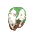 茶々丸＆コロ助（個別スタンプ：3）