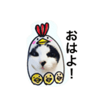 七味 ＆ キュウベエ（個別スタンプ：5）