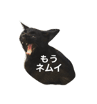 七味 ＆ キュウベエ（個別スタンプ：10）