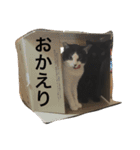 七味 ＆ キュウベエ（個別スタンプ：15）