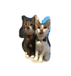 にゃんこーず2♥愛猫たちのプチ✩コスプレ（個別スタンプ：6）