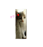 つぶみるつき スタンプ（個別スタンプ：1）