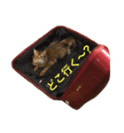 みろちゃん(ソマリ猫)（個別スタンプ：19）