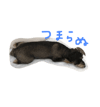 コロちびスタンプ（個別スタンプ：4）