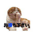 癒されペットの日常スタンプ2（個別スタンプ：32）