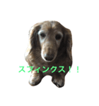 でぶ犬 みるく（個別スタンプ：1）