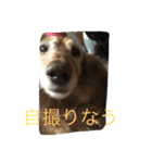 でぶ犬 みるく（個別スタンプ：2）