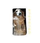 でぶ犬 みるく（個別スタンプ：8）