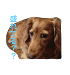 でぶ犬 みるく（個別スタンプ：10）