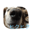 でぶ犬 みるく（個別スタンプ：12）