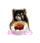 黒柴 めい（個別スタンプ：1）