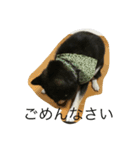 黒柴 めい（個別スタンプ：2）