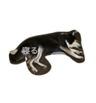黒柴 めい（個別スタンプ：3）
