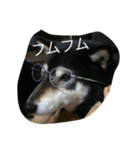 黒柴 めい（個別スタンプ：4）