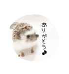 ハリネズミのれんくん（個別スタンプ：3）