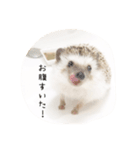 ハリネズミのれんくん（個別スタンプ：4）