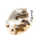 ハリネズミのれんくん（個別スタンプ：6）