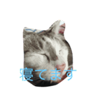 毎日Tota！（個別スタンプ：9）