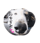 こうくんすたんぷ（個別スタンプ：5）