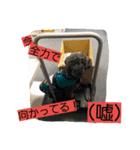 聴導犬サスケ（個別スタンプ：5）