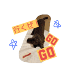 聴導犬サスケ（個別スタンプ：6）