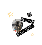 聴導犬サスケ（個別スタンプ：7）