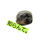 聴導犬サスケ（個別スタンプ：11）