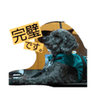 聴導犬サスケ（個別スタンプ：13）