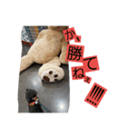 聴導犬サスケ（個別スタンプ：14）