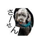 聴導犬サスケ（個別スタンプ：15）