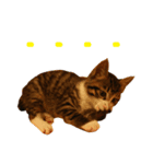 猫のきなことメロン（個別スタンプ：1）