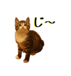 猫のきなことメロン（個別スタンプ：2）
