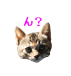 猫のきなことメロン（個別スタンプ：5）
