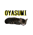 猫のきなことメロン（個別スタンプ：6）