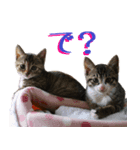 猫のきなことメロン（個別スタンプ：7）