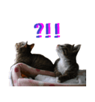 猫のきなことメロン（個別スタンプ：8）
