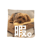 デカヨーキーのコロン（個別スタンプ：1）