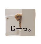 デカヨーキーのコロン（個別スタンプ：3）