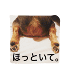 デカヨーキーのコロン（個別スタンプ：4）